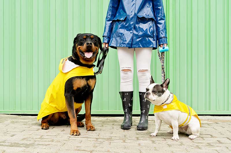 Regenbekleidung für Hund und Mensch