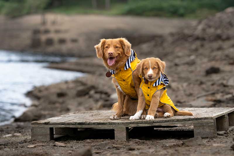 Zwei Hunde im Regenmantel
