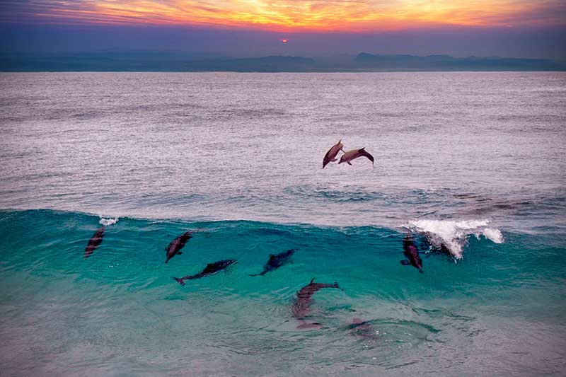 Delfine schwimmen im Meer vor Fraser Island in Australien