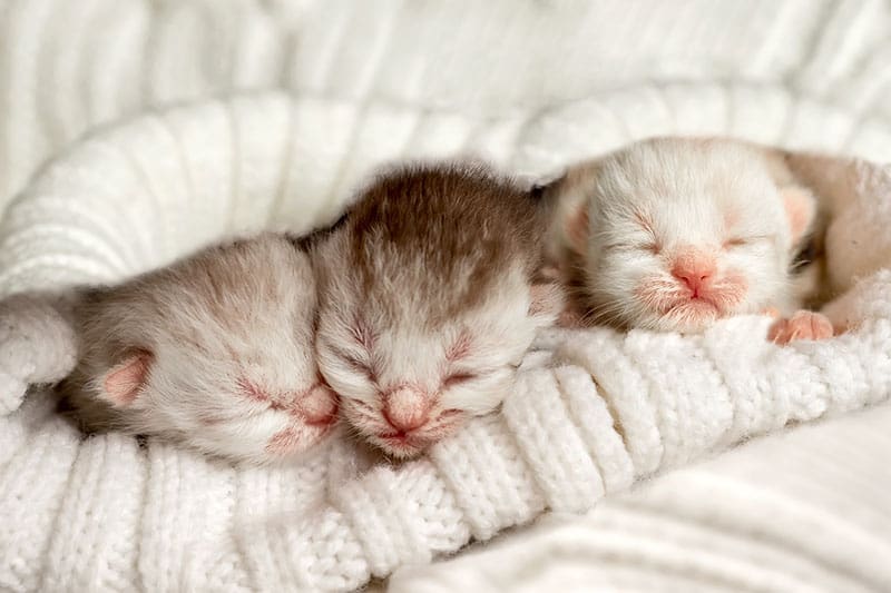 Neugeborene Katzenbabys