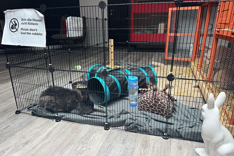 Hase-Haustier-im-Dormero-Hotel-in-Zürich