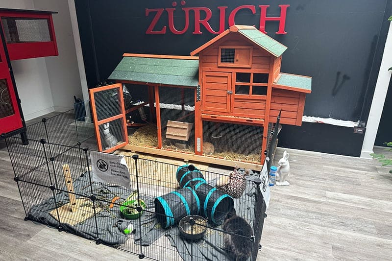 Hase-Tier-im-Dormero-Hotel-in-Zürich