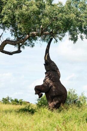 Elefant-beim-Fressen-am-Baum-in-Afrika