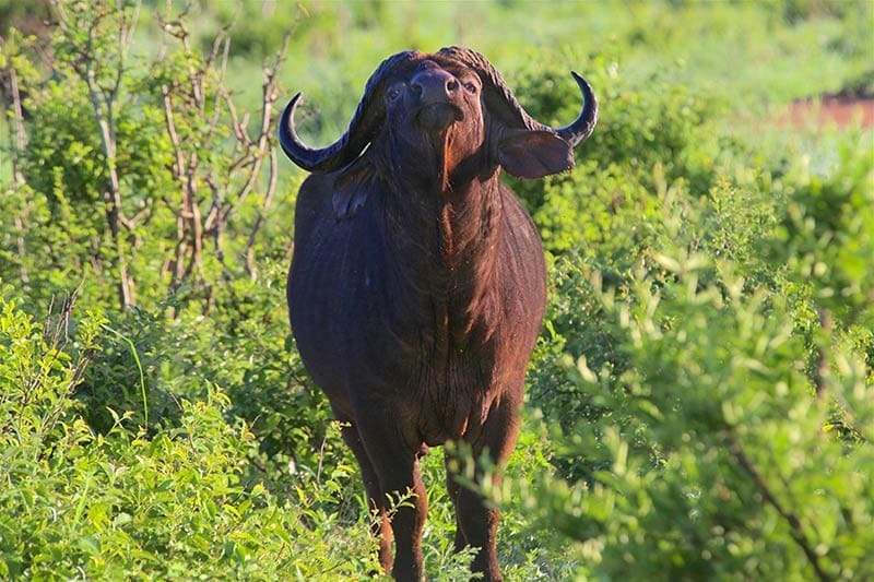Büffel-in-Afrika-auf-der-Weide