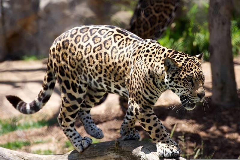 Leopard-in-freier-Natur-und-Wildbahn