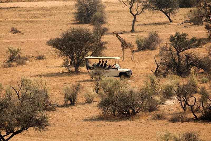 Safari-Tour-in-Afrika-Tierbesichtigung
